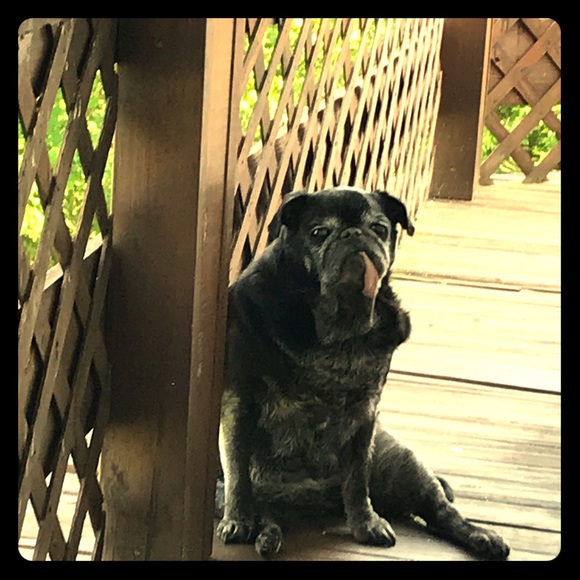 Meet your Posher, Connie - Picture 1 of 1